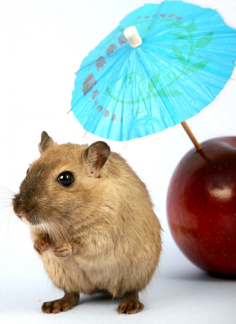 sol-hamster-calor-verano