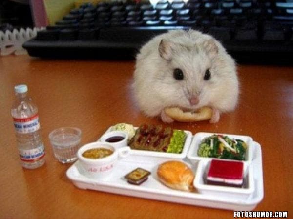 foto de hamster