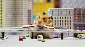 foto-hamster-ruso