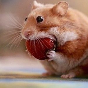 foto de hamster
