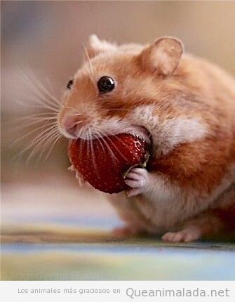 foto de hamster