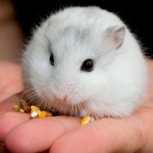 hamster online barato