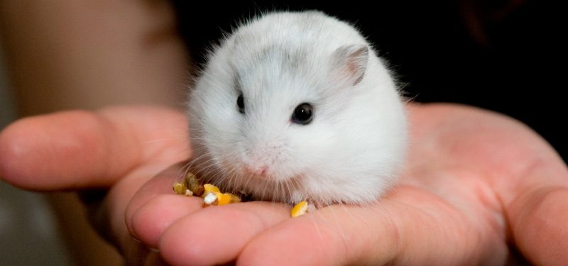 hamster online barato