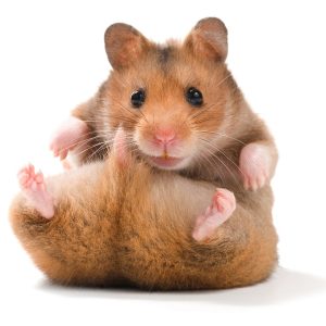 Adopta un hamster online