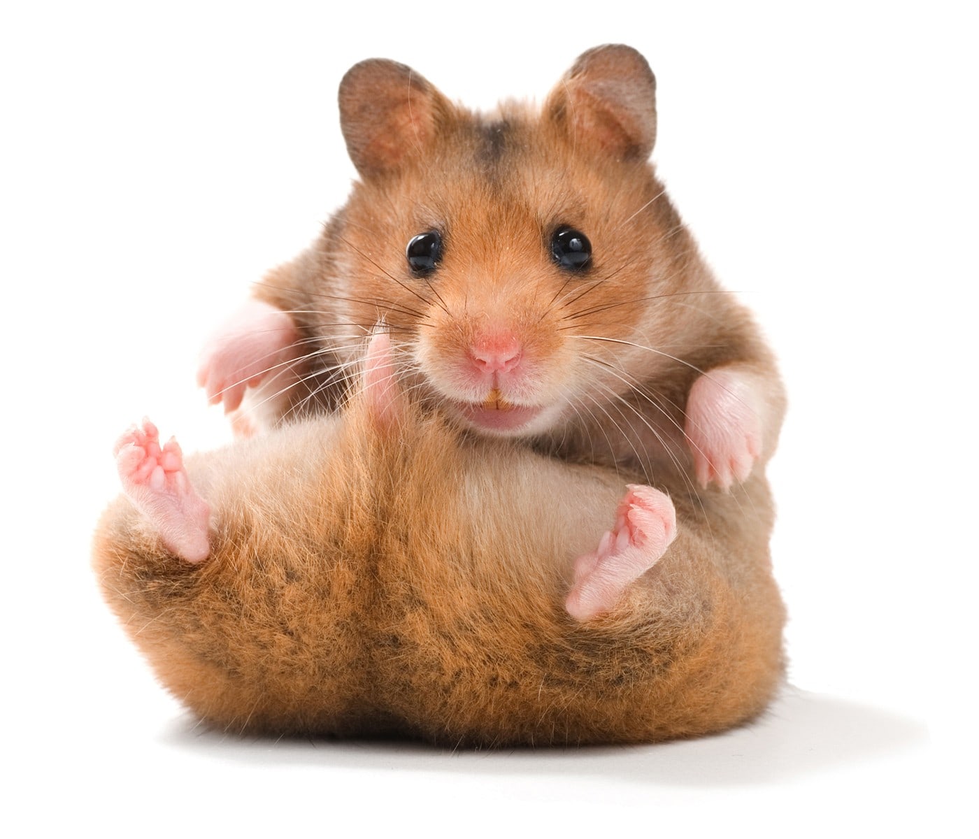 Adopta un hamster online