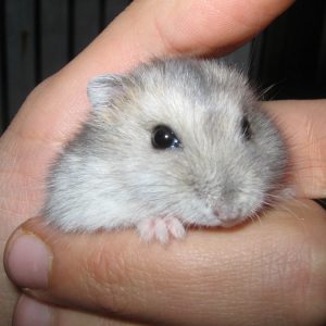 aprende a cuidar a tu hamster