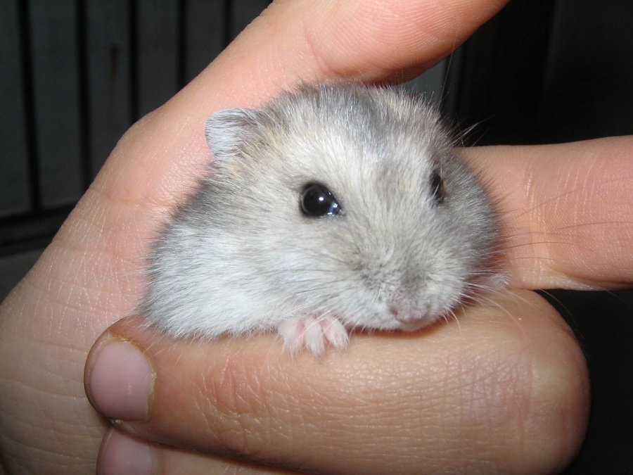 aprende a cuidar a tu hamster