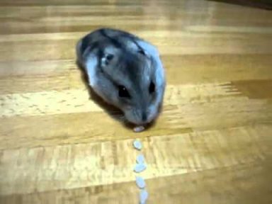 foto-hamster-ruso