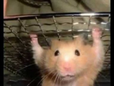 foto-hamster-sirio