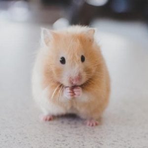 cuida a tu hamster con nosotros