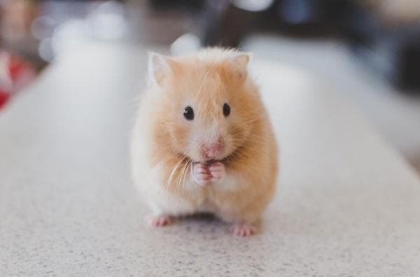 cuida a tu hamster con nosotros