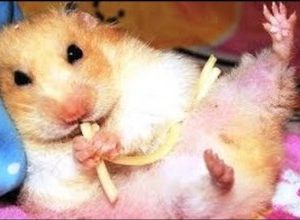 foto de hamster