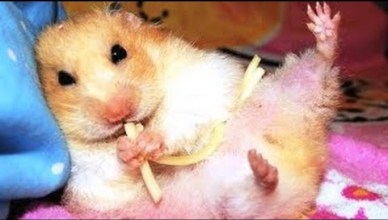 foto de hamster