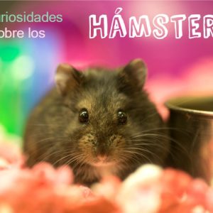 curiositats dels hamsters