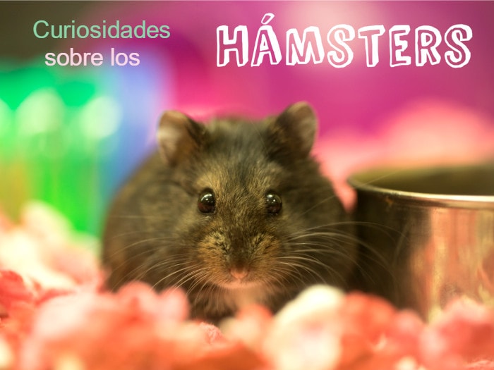 curiositats dels hamsters