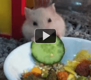 Vídeos graciosos de hamsters