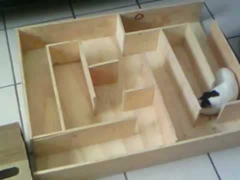 laberinto hamster