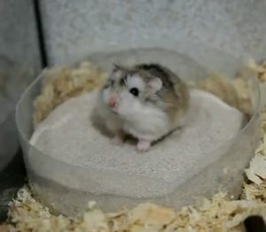 servicio hamsters
