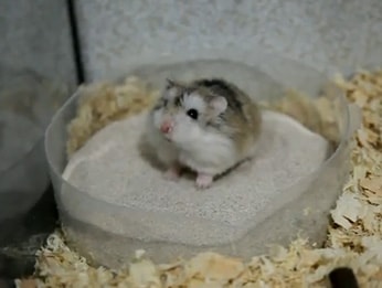 servicio hamsters