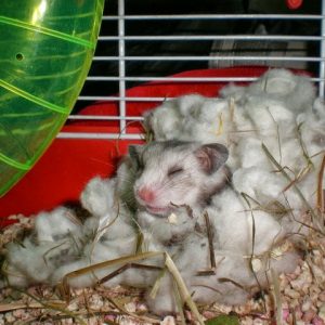 cuidar hamster