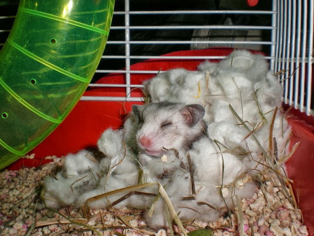 cuidar hamster