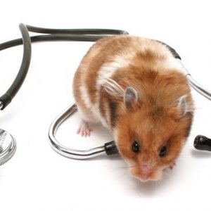 veterinario hamster