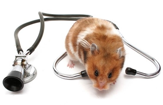 veterinario hamster