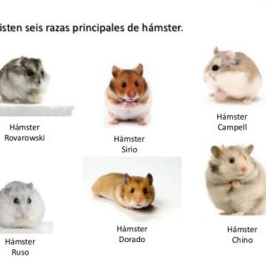 Hamsters para un niño