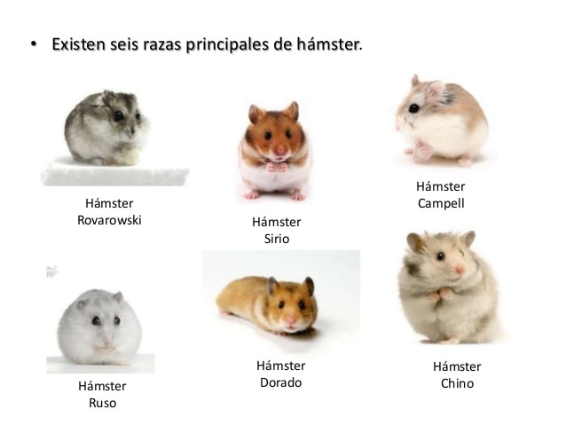 Hamsters para un niño