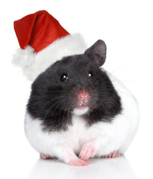 hamsters navidad consejos