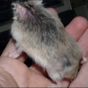 Cuidados hamster anciano