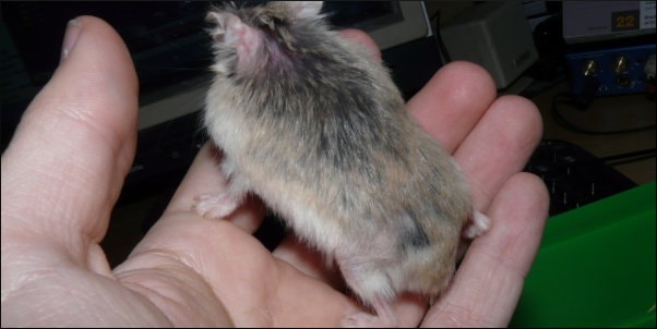 Cuidados hamster anciano