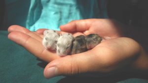 Cómo criar un hamster recién nacido